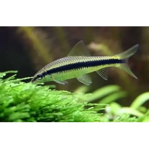 Siamese algae-eater