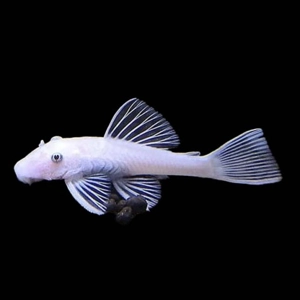 Ancistrus / sp. snow white