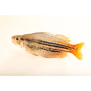 Western rainbowfish