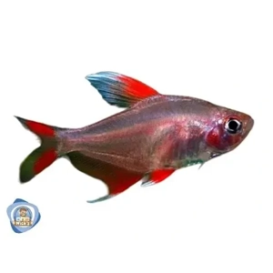 Ornate white fin