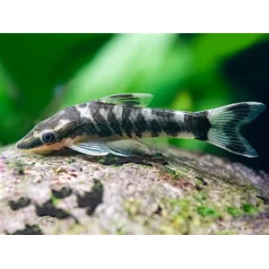 Otocinclus / cocama zebra
