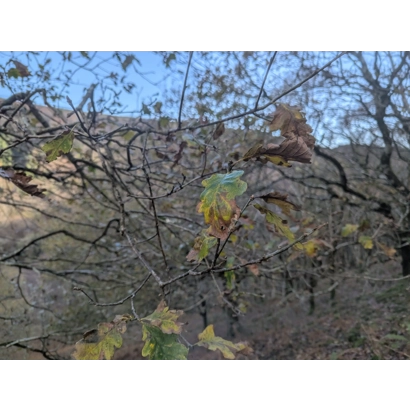 The Oak and the Ash...