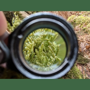 Mosses and Liverworts - special workshop