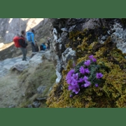 Nature of Eryri - The Classic Workshop