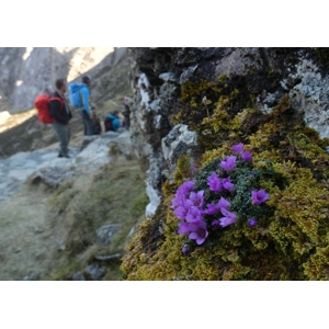Nature of Snowdonia Classic Workshop