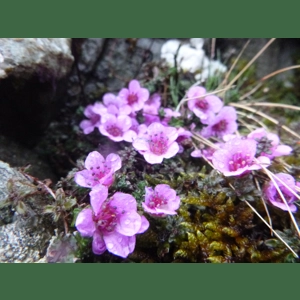 In Search of Yorkshire’s Purple Saxifrage (Nature of the Yorkshire Dales special)