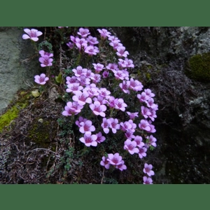 In Search of Yorkshire’s Purple Saxifrage (Nature of the Yorkshire Dales special)