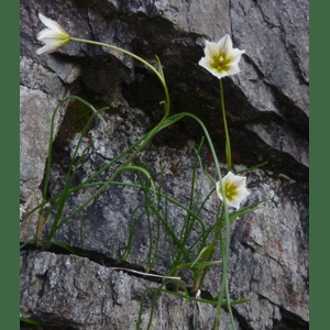 Arctic-alpine flowers special