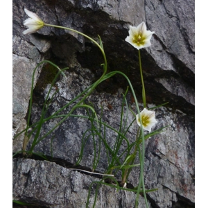 Arctic-alpine flowers special