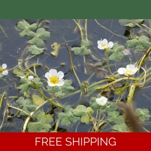 What to see in February