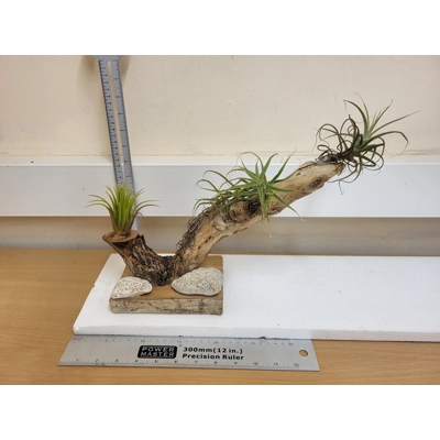 Airplants Airplants