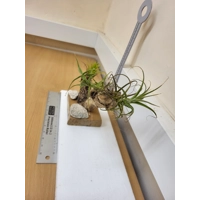 Airplants Airplants