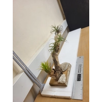 Airplants Airplants