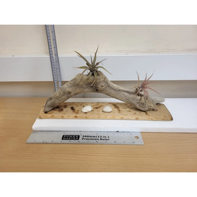 Driftwood and Airplants Driftwood and Airplants