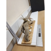 Driftwood and Airplants Driftwood and Airplants