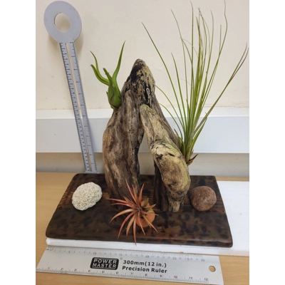 Airplants Airplants