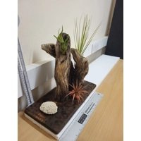 Airplants Airplants