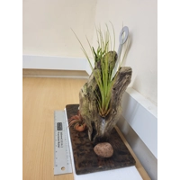 Airplants Airplants
