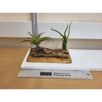 Airplants Airplants