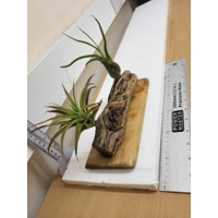 Airplants Airplants