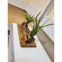 Airplants Airplants