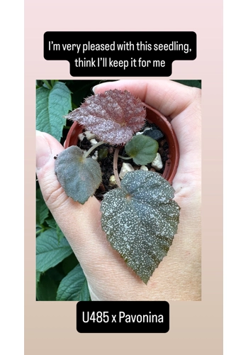 U485 x Pavonina``