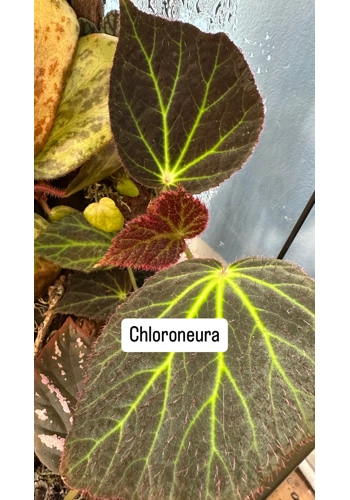 Chloroneura