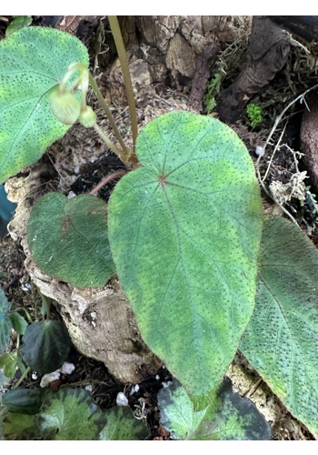 pavonina x sumatra (hybrid)