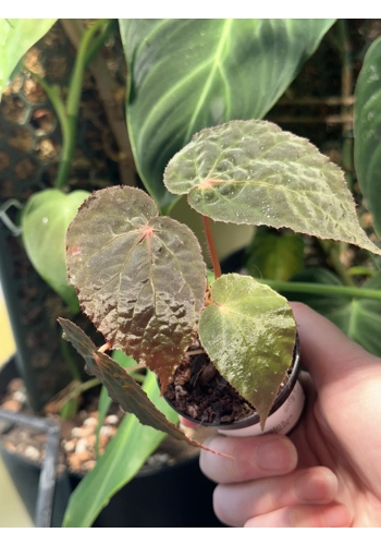 Pavonina x Chloroneura (hybrid)