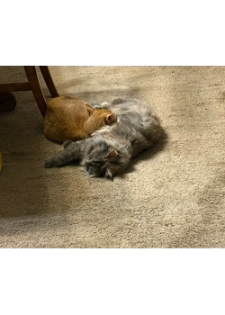 Sassy And Orange Ass