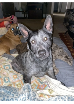 A Little about me and my animals!