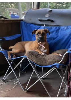 Lola our female boxer