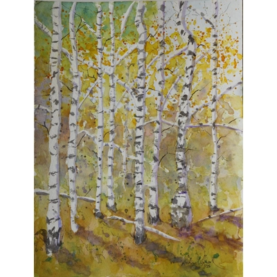 Silver Birch Trees
