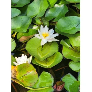 1 hour guided meditation session