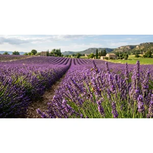 Lavender diffuser blend