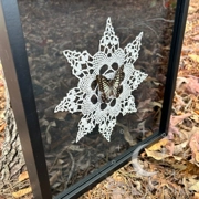 Framed Jay Butterfly