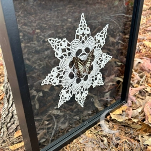 Framed Jay Butterfly