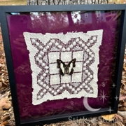 Framed Common Nawab Butterfly