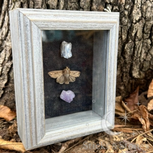 Framed Tiny corn earworm moth