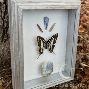 Framed Spot Swordtail Butterfly