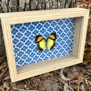 Framed Orange Tip Butterfly
