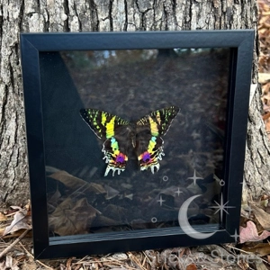 Framed Madagascan Sunset Moth