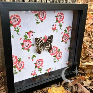 Framed Siren Butterfly