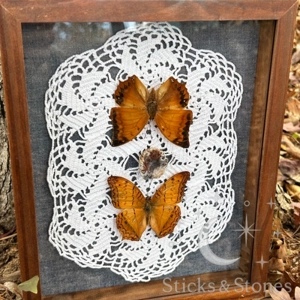 Framed Rajah & Malay Cruiser Butterflies