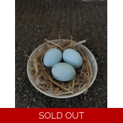 3 Individual Blue Eggs