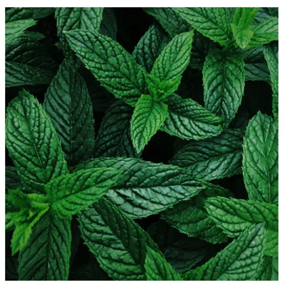 0.5oz Peppermint Supreme Organic Essential Oil