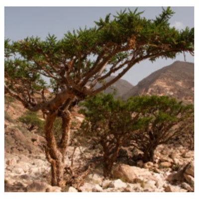 0.5oz Frankincense Organic Essential Oil