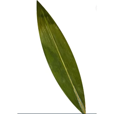 9.g Fey Banbou  Haiti/ Bamboo leaves /Haiti