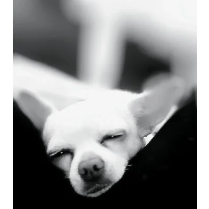 The Promise of Chi Life: Tailored Luxury for Your Beloved Chihuahua