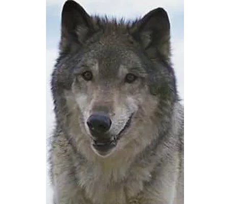 BBC Natural World - A Wolf Called Storm (2012)